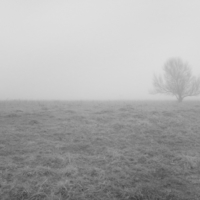 Дерево окутаное туманом