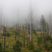 Горелый лес в тумане