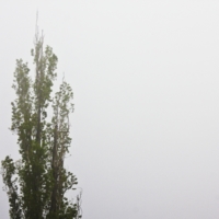 Одинокое дерево в тумане 