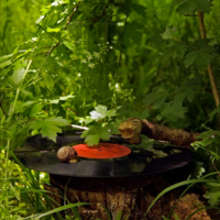 Лесной патефон.