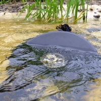 "На Волге широкой..."
