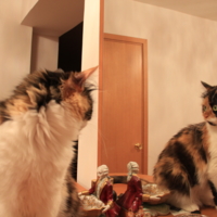 Кошка и ее отражение.