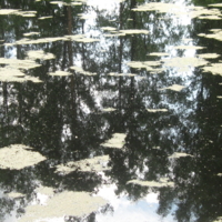 Отражение в воде