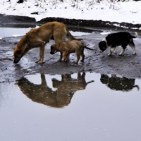 жизнь собачья ...