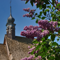 Цветущий Skansen