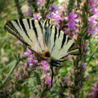 Бабочка-полосатик