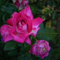 паучок на розе