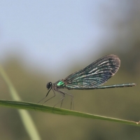 Ох, удачно "притравилась"!