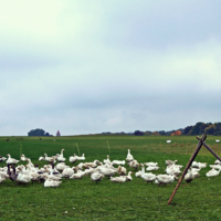 Гусево-Гуляево 