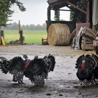 пернато-бородатые сплетницы