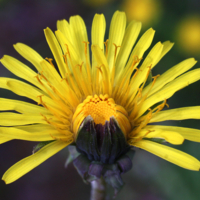 Павлиний хвост