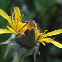 Пальцы веером