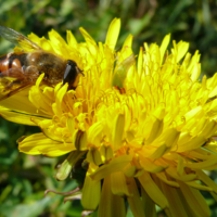 Кладовая Солнца