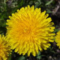 Просто одуванчик