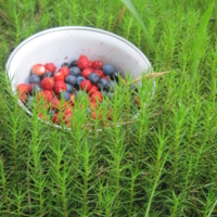 аппетитные ягодки в зелени травы