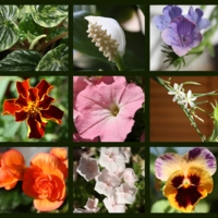 Есть ли жизнь на подоконнике?