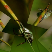 Эквилибрист.