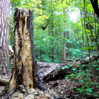 Следы урагана