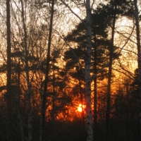 Солнце в лесной чаще