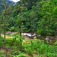 Тайские джунгли