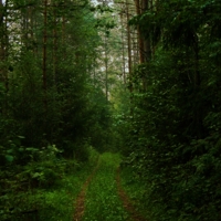 Дорожка через лес.