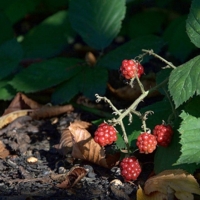 Дикосладкорастущая 