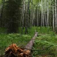 сибирский лес