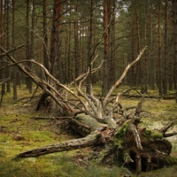 Там чудеса, там Леший бродит..