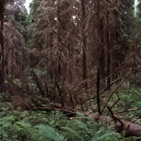 В страшных Муромских лесах...