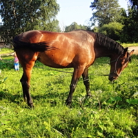 Вегелла пасётся