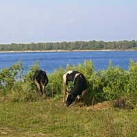 Буернки из Ширяево