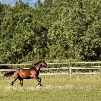 Здесь пасутся кони