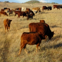 Ржавые  коровки в ржавом поле.