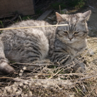 Кошки тоже любят луг!