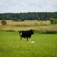 Ко..., но маленький...