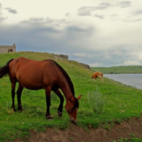 БесКОнфликтная жизнь