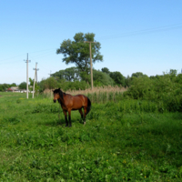 Деревенская зарисовка