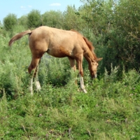 Маленький ко