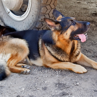 Великое перемирие