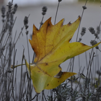 Была пора, да минулась.
