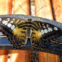 PARTHENOS SYLVIA 