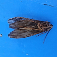 Спящая красавица