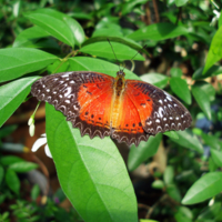 Аранжерея бабочек в Малайзии