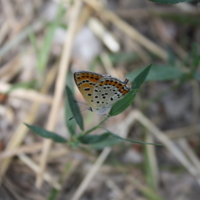 леопардовая бабочка