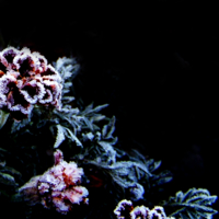 Ледяные Цветы