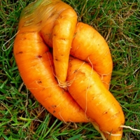 Плетеная морковка