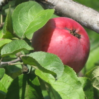 Яблуко 2