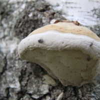 древесный гриб