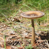 стройняшка