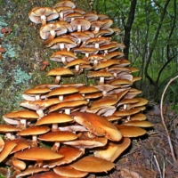 Дружная семейка